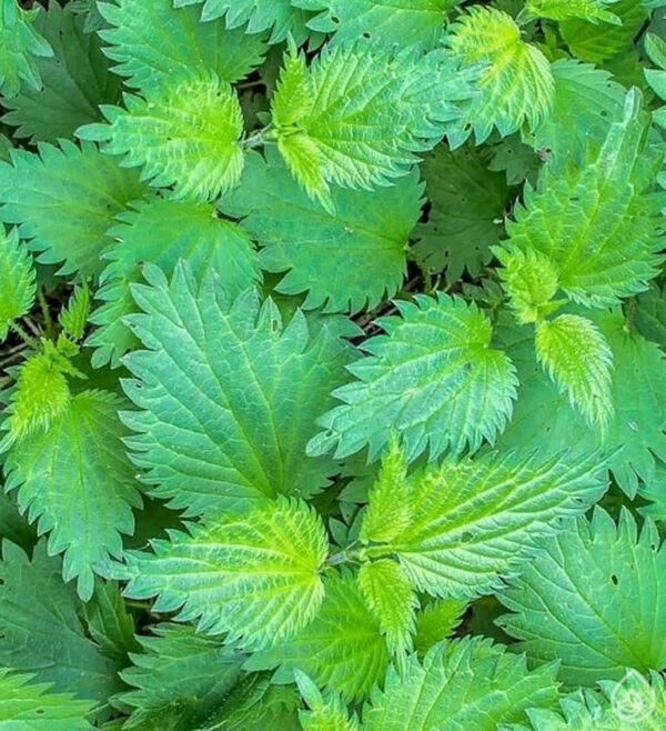 Isırgan Otu Yağı 50mL