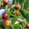 tema-jojoba Jojoba Yağı 50mL