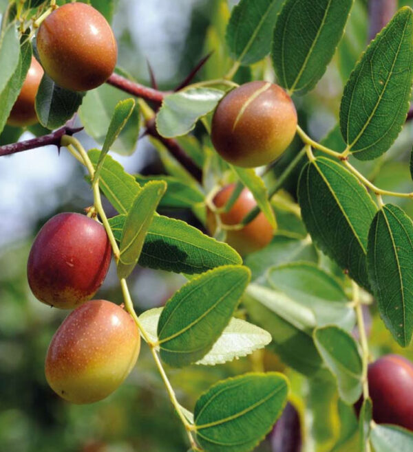 tema-jojoba Jojoba Yağı 50mL
