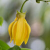 Ylang Ylang Yağı 10&50 mL
