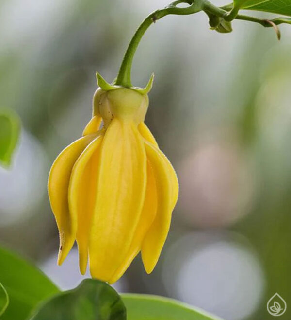 Ylang Ylang Yağı 10&50 mL